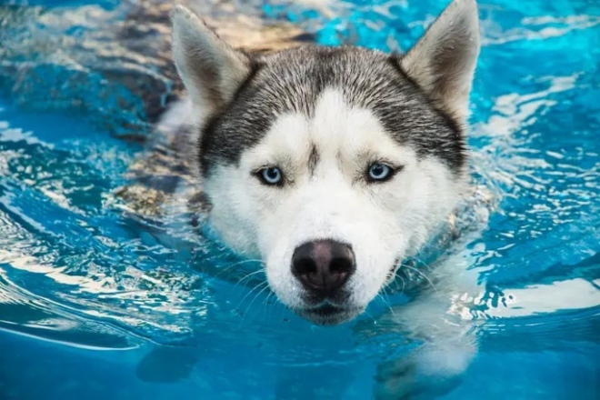 Trường dạy bơi cho chó giá 300 USD một buổi có gì đặc biệt? - Ảnh 4.