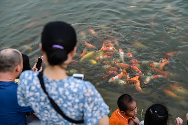 Người dân Hà Nội thích thú vui đùa với 12.000 con cá Koi - Ảnh 4.