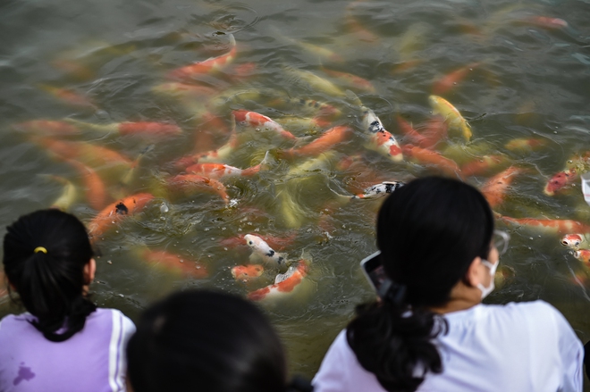 Người dân Hà Nội thích thú vui đùa với 12.000 con cá Koi - Ảnh 3.