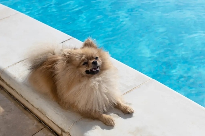 Trường dạy bơi cho chó giá 300 USD một buổi có gì đặc biệt? - Ảnh 3.