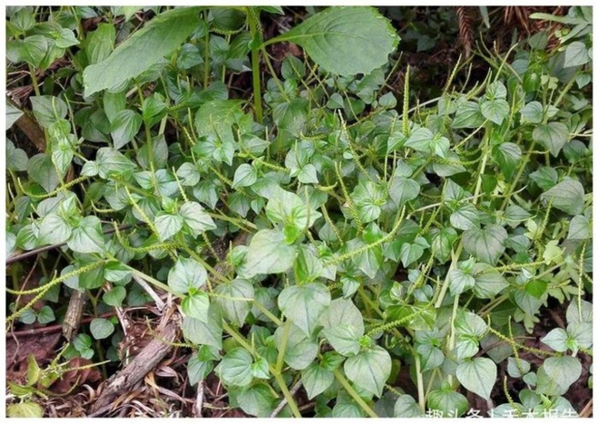2 loại rau mọc hoang ở Việt Nam, được thế giới săn lùng vì quá bổ dưỡng - Ảnh 1.