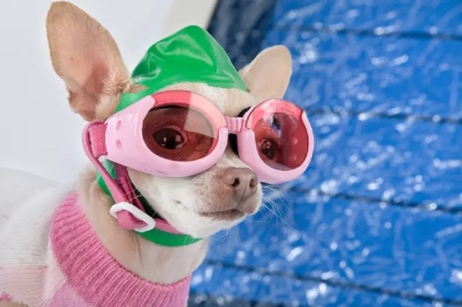 Trường dạy bơi cho chó giá 300 USD một buổi có gì đặc biệt? - Ảnh 1.