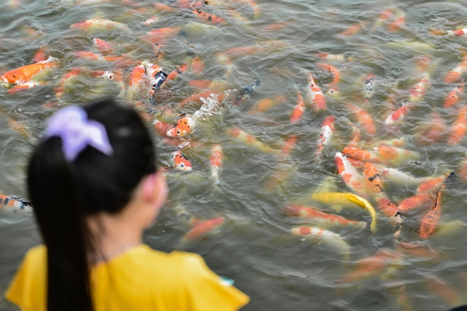 Người dân Hà Nội thích thú vui đùa với 12.000 con cá Koi - Ảnh 5.