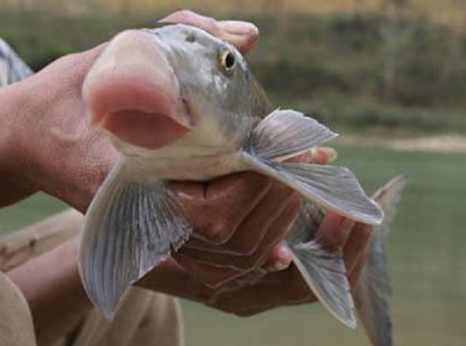 6 đặc sản v&ugrave;ng miền đắt đỏ nhất Việt Nam - Ảnh 5.