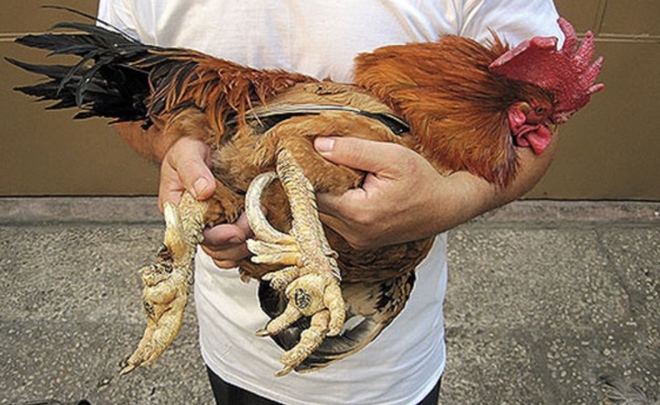 6 đặc sản v&ugrave;ng miền đắt đỏ nhất Việt Nam - Ảnh 4.