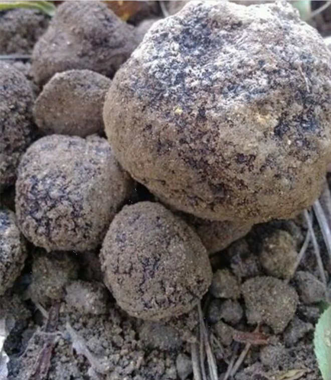 Lão nông đào được hòn đá đen sì tỏa mùi thơm, chuyên gia nói: 1 tỷ chỉ mua được 2 kg - Ảnh 2.