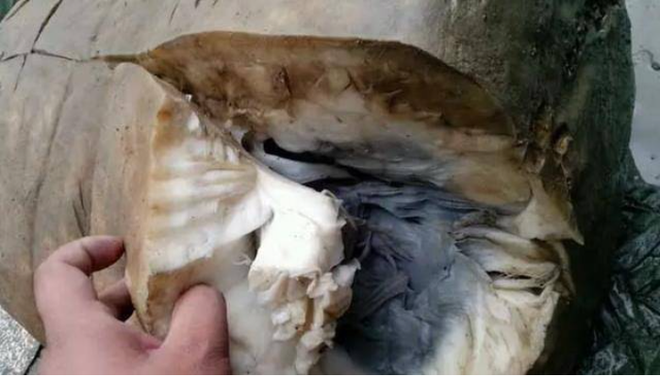 Bỏ qu&ecirc;n tảng thịt suốt nửa năm, ngư d&acirc;n tr&ograve;n mắt khi biết đ&oacute; l&agrave; thứ qu&yacute; như v&agrave;ng - Ảnh 6.