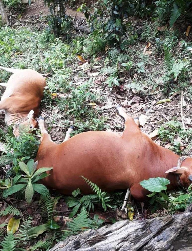 Sét đánh chết 5 con bò của một hộ dân ở Quảng Nam - Ảnh 1.
