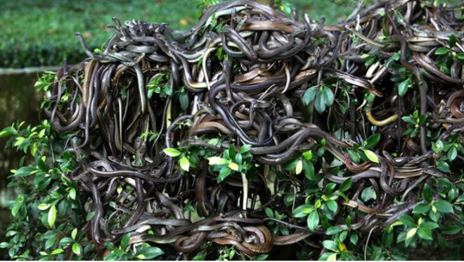 Hòn đảo có hàng trăm nghìn con rắn độc, nơi loài người không dám đặt chân - Ảnh 2.