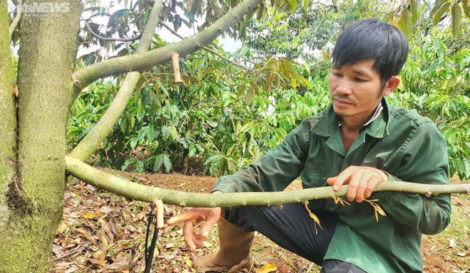 Sầu riêng non rụng la liệt, nông dân Gia Lai lo trắng tay - Ảnh 2.