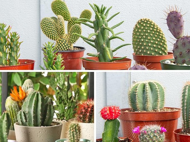5 vật c&agrave;ng giữ trong nh&agrave; c&agrave;ng ngh&egrave;o t&uacute;ng - Ảnh 1.