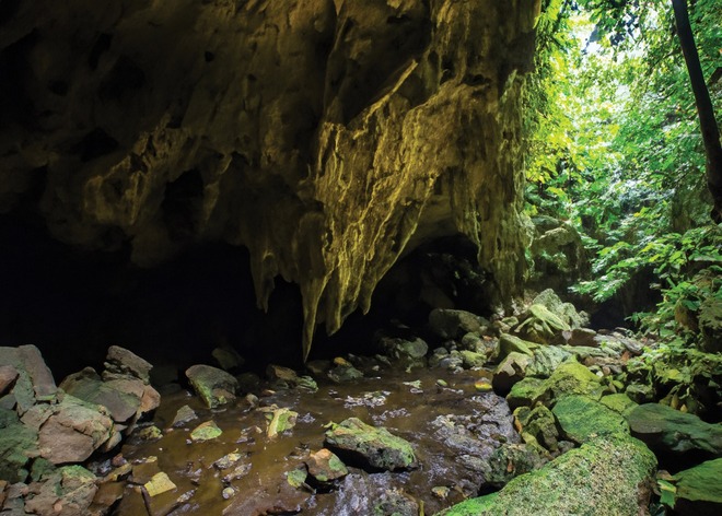Khám phá thiên nhiên hoang dã tại khu rừng nguyên sinh hàng triệu năm tuổi - Ảnh 14.