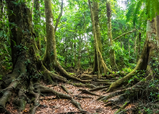 Khám phá thiên nhiên hoang dã tại khu rừng nguyên sinh hàng triệu năm tuổi - Ảnh 5.
