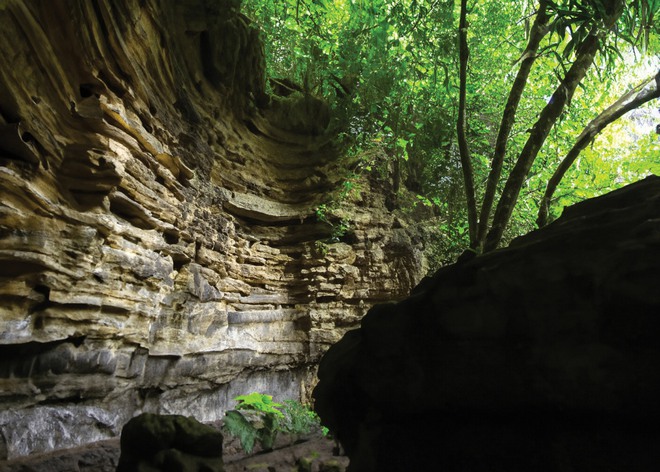 Khám phá thiên nhiên hoang dã tại khu rừng nguyên sinh hàng triệu năm tuổi - Ảnh 13.