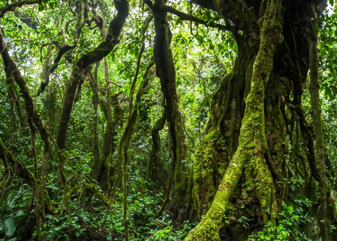 Khám phá thiên nhiên hoang dã tại khu rừng nguyên sinh hàng triệu năm tuổi - Ảnh 10.