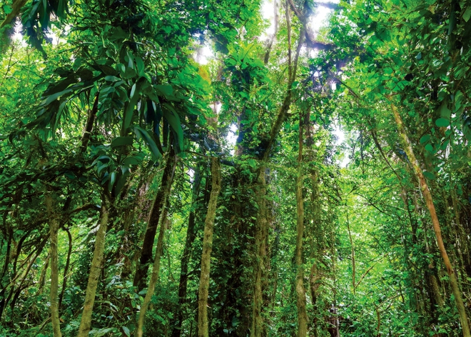 Khám phá thiên nhiên hoang dã tại khu rừng nguyên sinh hàng triệu năm tuổi - Ảnh 9.
