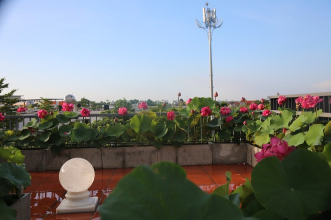 Người phụ nữ H&agrave; Nội biến s&acirc;n thượng th&agrave;nh vườn sen đẹp như mơ - Ảnh 6.