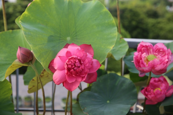Người phụ nữ H&agrave; Nội biến s&acirc;n thượng th&agrave;nh vườn sen đẹp như mơ - Ảnh 4.