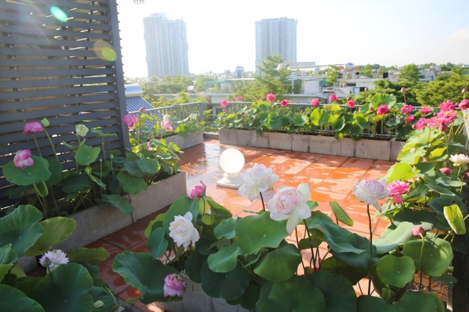 Người phụ nữ H&agrave; Nội biến s&acirc;n thượng th&agrave;nh vườn sen đẹp như mơ - Ảnh 3.