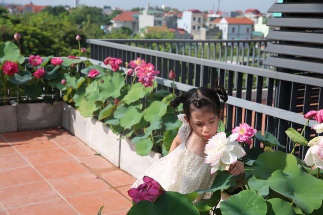 Người phụ nữ H&agrave; Nội biến s&acirc;n thượng th&agrave;nh vườn sen đẹp như mơ - Ảnh 13.