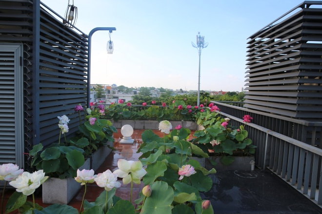 Người phụ nữ H&agrave; Nội biến s&acirc;n thượng th&agrave;nh vườn sen đẹp như mơ - Ảnh 10.