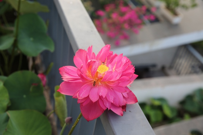 Người phụ nữ H&agrave; Nội biến s&acirc;n thượng th&agrave;nh vườn sen đẹp như mơ - Ảnh 9.