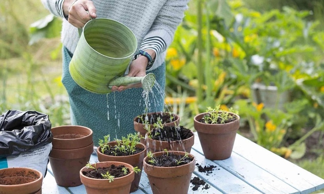 Cảnh b&aacute;o những loại nước kh&ocirc;ng n&ecirc;n tưới cho c&acirc;y cảnh v&agrave;o m&ugrave;a đ&ocirc;ng - Ảnh 3.