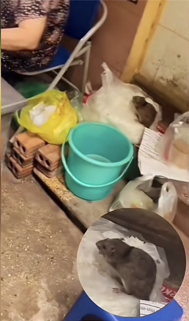 Công an xác minh quán ăn tại Hà Nội có con chuột chễm chệ trên túi bún - Ảnh 1.