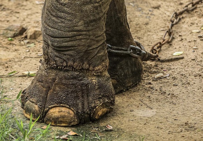 Xót xa cảnh 2 con voi ở Công viên Thủ Lệ bị sợi xích khóa chân, in hằn lên da thịt - Ảnh 8.
