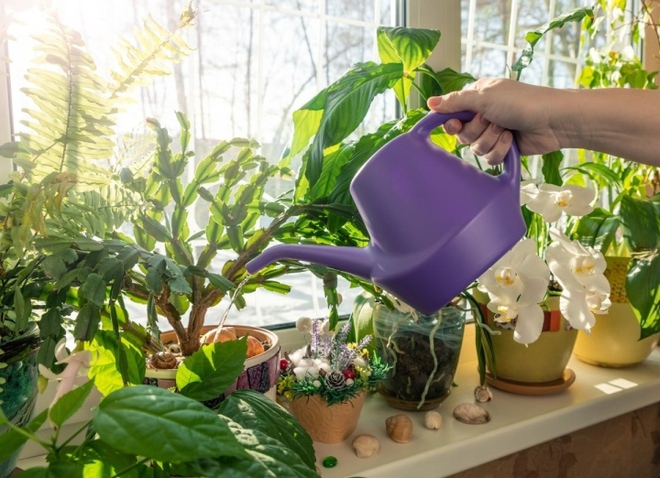 Cảnh b&aacute;o những loại nước kh&ocirc;ng n&ecirc;n tưới cho c&acirc;y cảnh v&agrave;o m&ugrave;a đ&ocirc;ng - Ảnh 2.