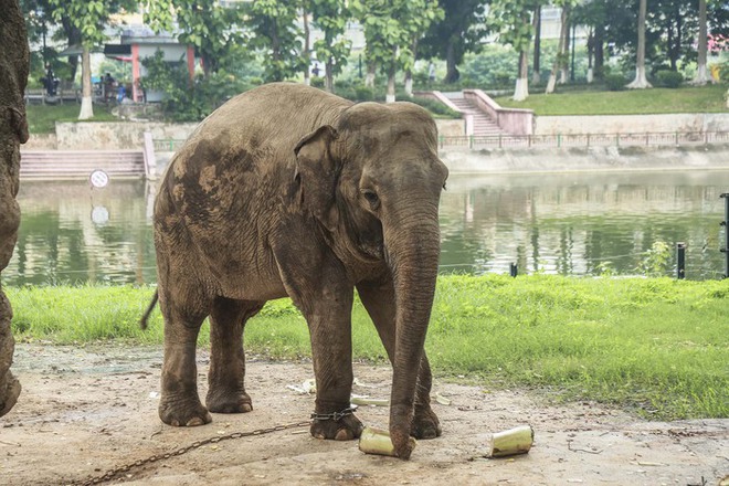 Xót xa cảnh 2 con voi ở Công viên Thủ Lệ bị sợi xích khóa chân, in hằn lên da thịt - Ảnh 7.