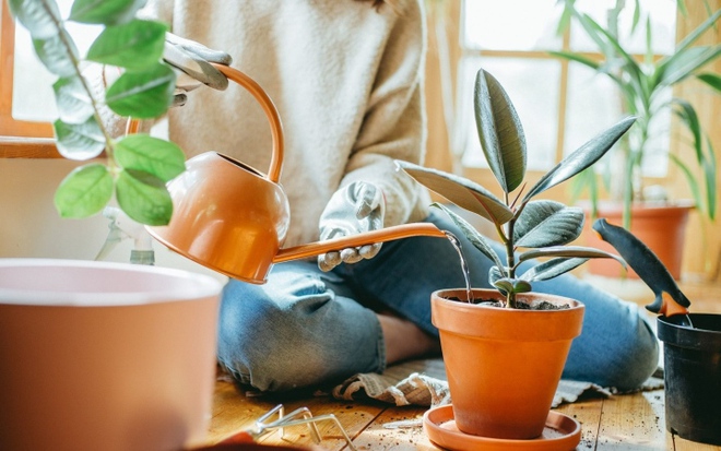 Cảnh b&aacute;o những loại nước kh&ocirc;ng n&ecirc;n tưới cho c&acirc;y cảnh v&agrave;o m&ugrave;a đ&ocirc;ng - Ảnh 1.