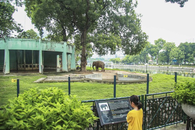 Xót xa cảnh 2 con voi ở Công viên Thủ Lệ bị sợi xích khóa chân, in hằn lên da thịt - Ảnh 6.