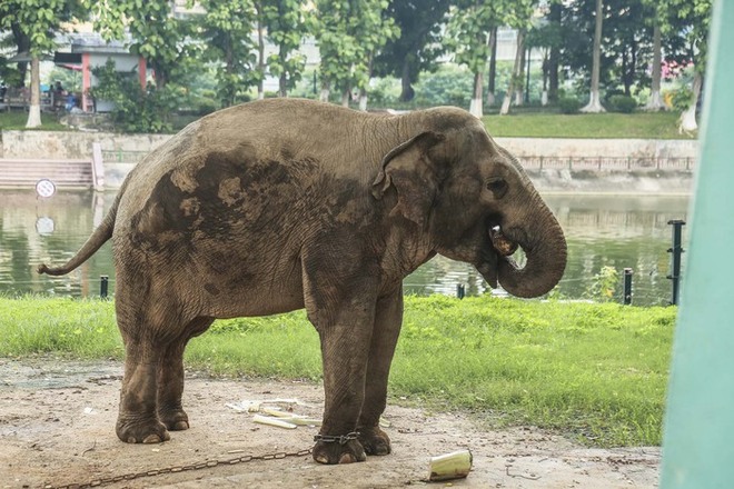 Xót xa cảnh 2 con voi ở Công viên Thủ Lệ bị sợi xích khóa chân, in hằn lên da thịt - Ảnh 3.