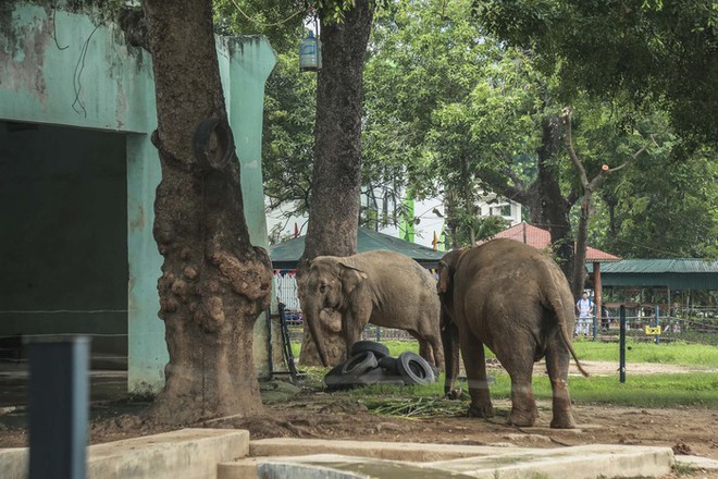 Xót xa cảnh 2 con voi ở Công viên Thủ Lệ bị sợi xích khóa chân, in hằn lên da thịt - Ảnh 2.