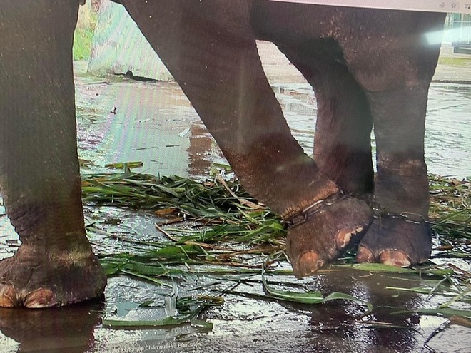 Xót xa cảnh 2 con voi ở Công viên Thủ Lệ bị sợi xích khóa chân, in hằn lên da thịt - Ảnh 1.