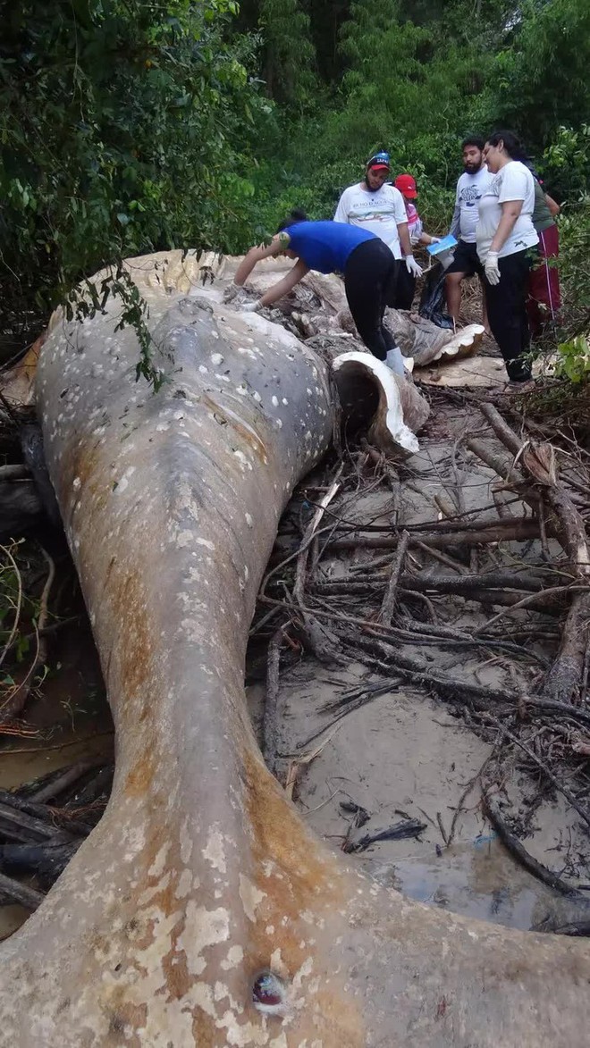 Bí ẩn về thi thể cá voi nằm giữa rừng Amazon khiến các nhà khoa học phải đi tìm câu trả lời - Ảnh 2.