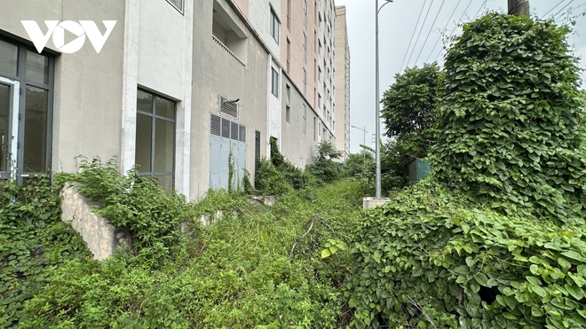 Cận cảnh nhà tái định cư ở Hà Nội không người ở, cỏ mọc um tùm - Ảnh 7.
