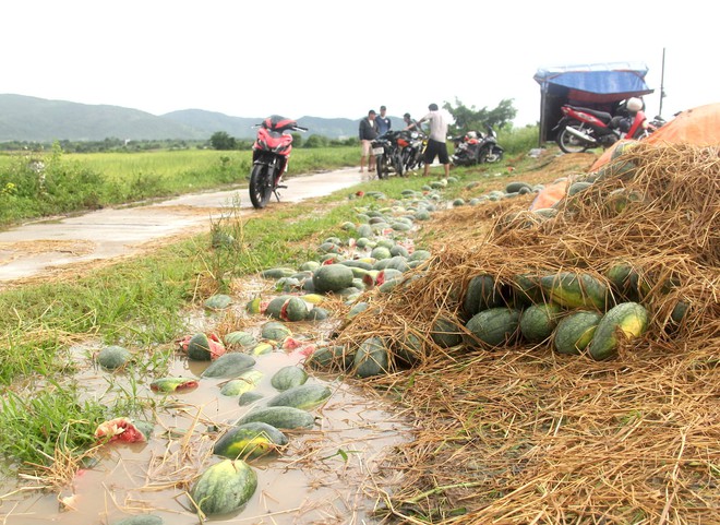 Rơi nước mắt cảnh dưa hấu của nông dân Gia Lai vứt đầy đường - Ảnh 5.