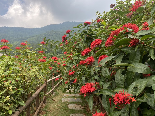 Mê đắm vườn mẫu đơn đỏ rực giữa lưng chừng đồi, chụp ảnh như tiên cảnh ở ngoại thành Hà Nội - Ảnh 7.