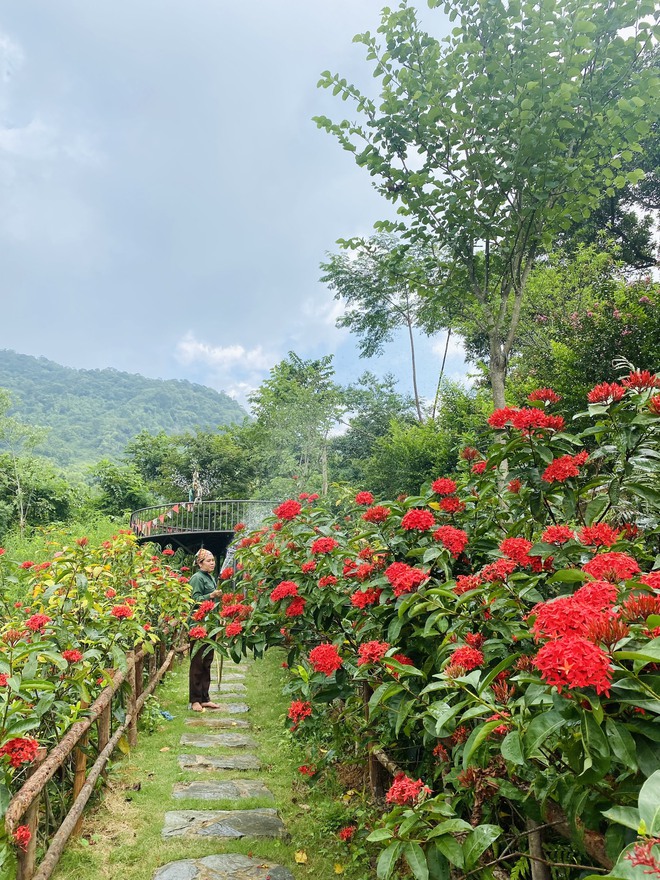 Mê đắm vườn mẫu đơn đỏ rực giữa lưng chừng đồi, chụp ảnh như tiên cảnh ở ngoại thành Hà Nội - Ảnh 6.