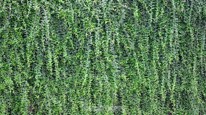 Mãn nhãn với bức tường của hầm chui được phủ kín cây xanh ở Hà Nội những ngày oi bức - Ảnh 6.