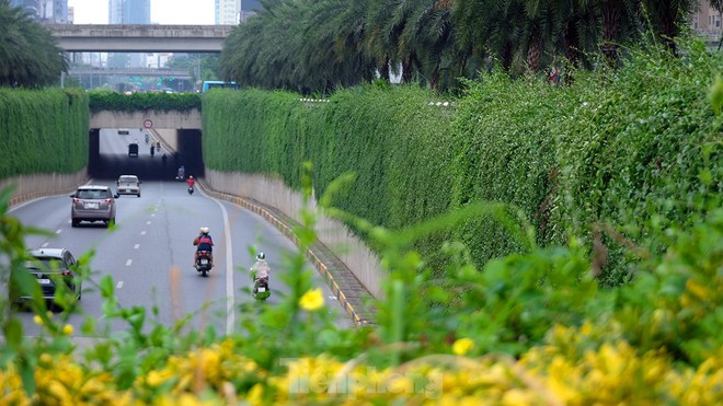 Mãn nhãn với bức tường của hầm chui được phủ kín cây xanh ở Hà Nội những ngày oi bức - Ảnh 14.