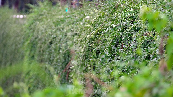 Mãn nhãn với bức tường của hầm chui được phủ kín cây xanh ở Hà Nội những ngày oi bức - Ảnh 11.