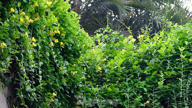 Mãn nhãn với bức tường của hầm chui được phủ kín cây xanh ở Hà Nội những ngày oi bức - Ảnh 10.