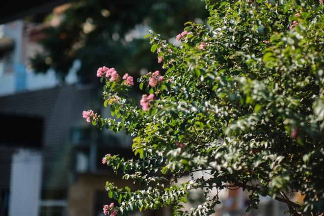 Hoa tường vi bung nở rực rỡ thay thế hàng cây phong lá đỏ ở Hà Nội - Ảnh 8.