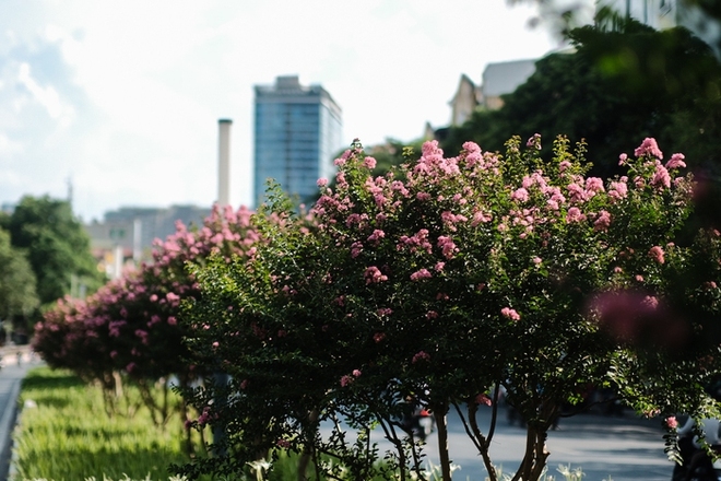 Hoa tường vi bung nở rực rỡ thay thế hàng cây phong lá đỏ ở Hà Nội - Ảnh 5.