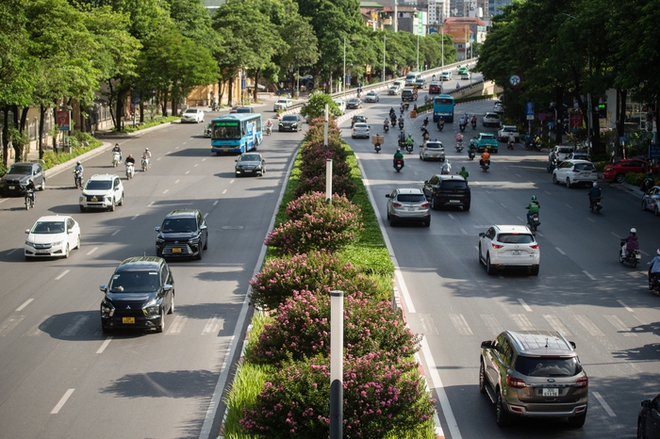 Hoa tường vi bung nở rực rỡ thay thế hàng cây phong lá đỏ ở Hà Nội - Ảnh 2.