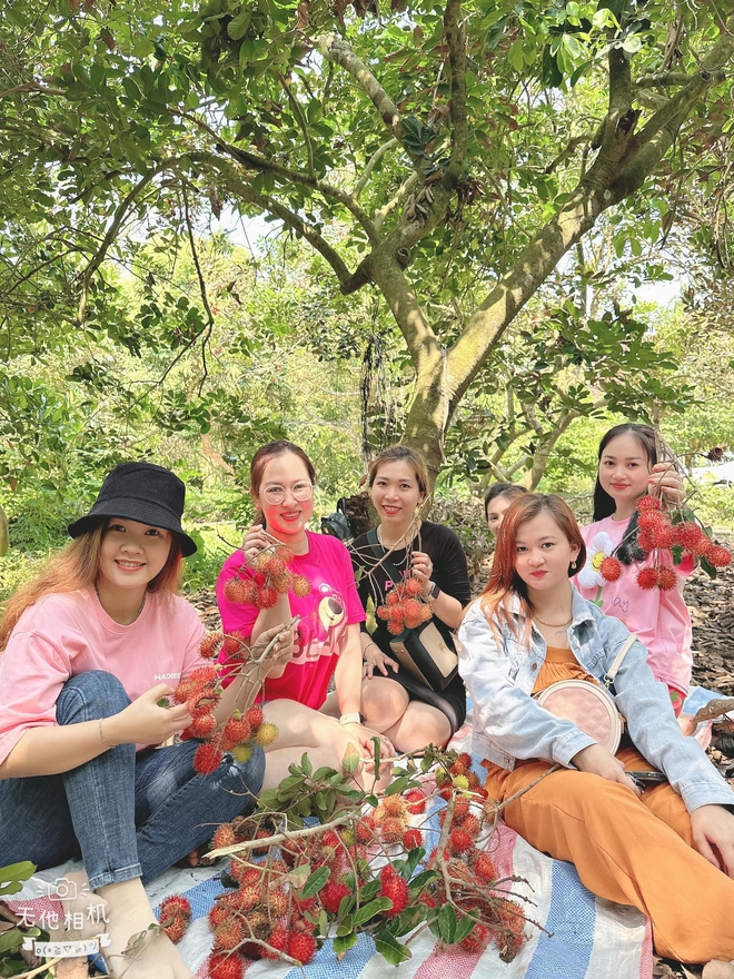 Chôm chôm vào mùa và danh sách các vườn vừa cho vào tham quan kết hợp dã ngoại, vừa được tự tay hái - Ảnh 13. Chôm chôm vào mùa và danh sách các vườn vừa cho vào tham quan kết hợp dã ngoại, vừa được tự tay hái - Ảnh 13.