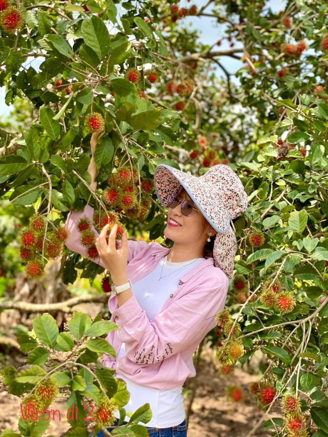 Chôm chôm vào mùa và danh sách các vườn vừa cho vào tham quan kết hợp dã ngoại, vừa được tự tay hái - Ảnh 6.